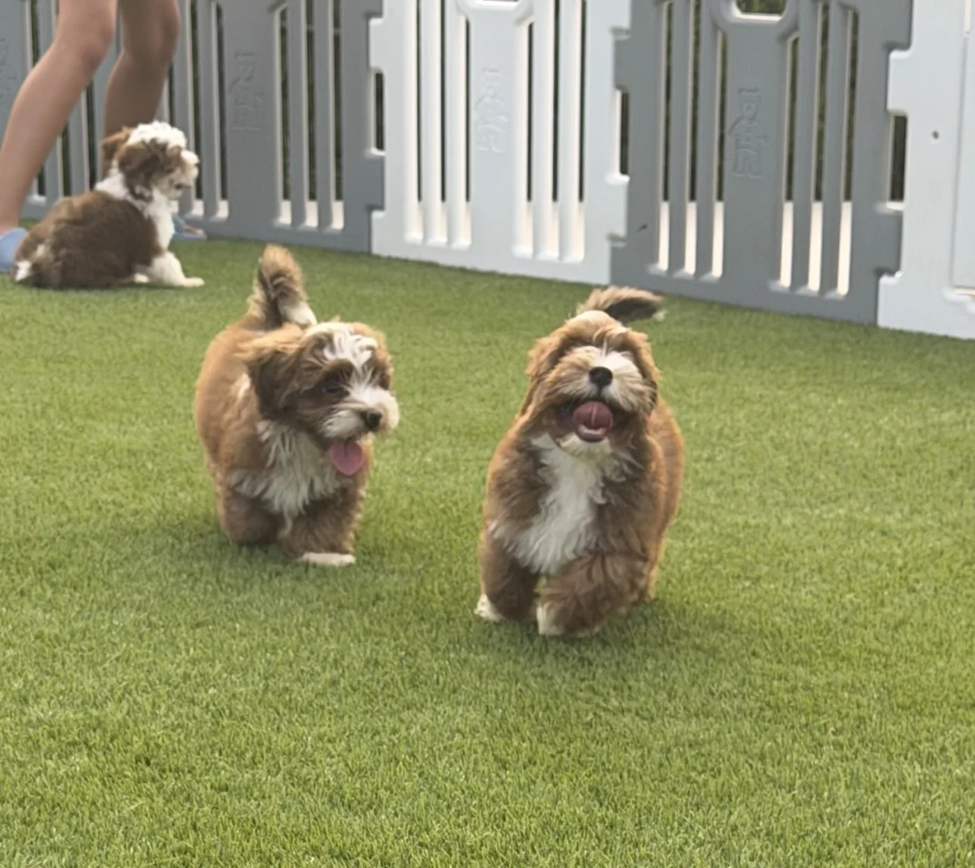 Cachorros de Bichón Habanero en Illice Bonavista