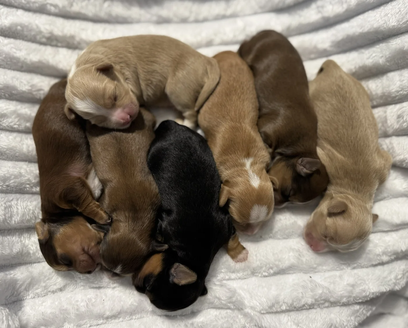 Cachorros de Bichón Habanero en Illice Bonavista