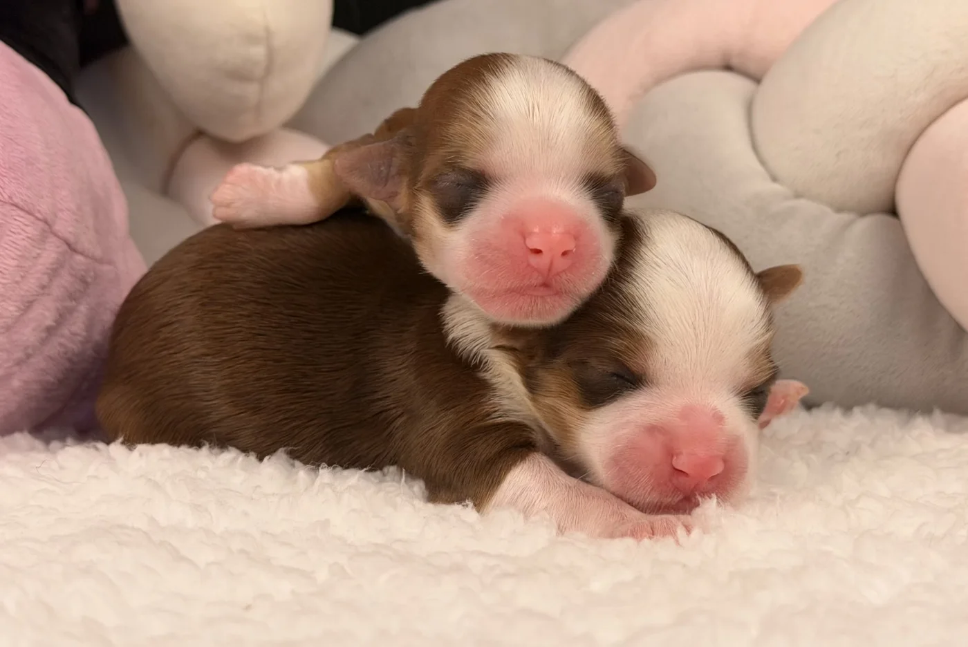 Cachorros de Bichón Habanero en Illice Bonavista