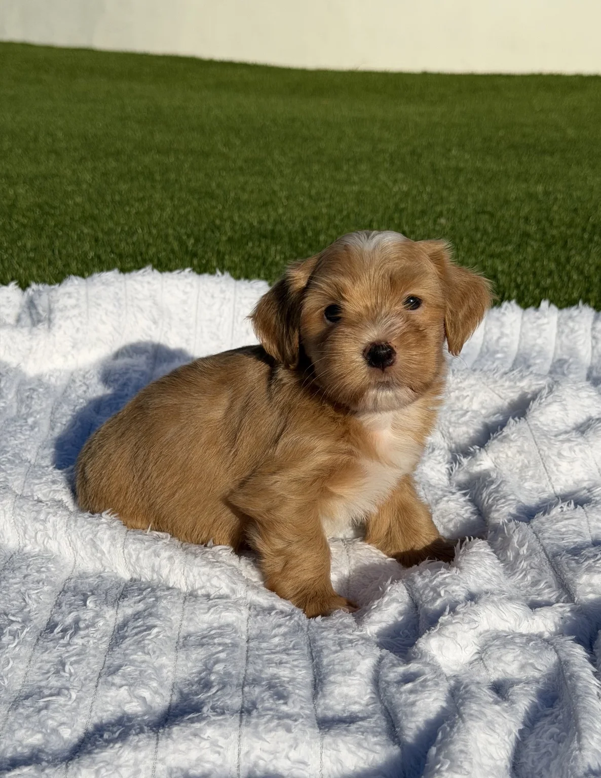 Cachorros de Bichón Habanero en Illice Bonavista