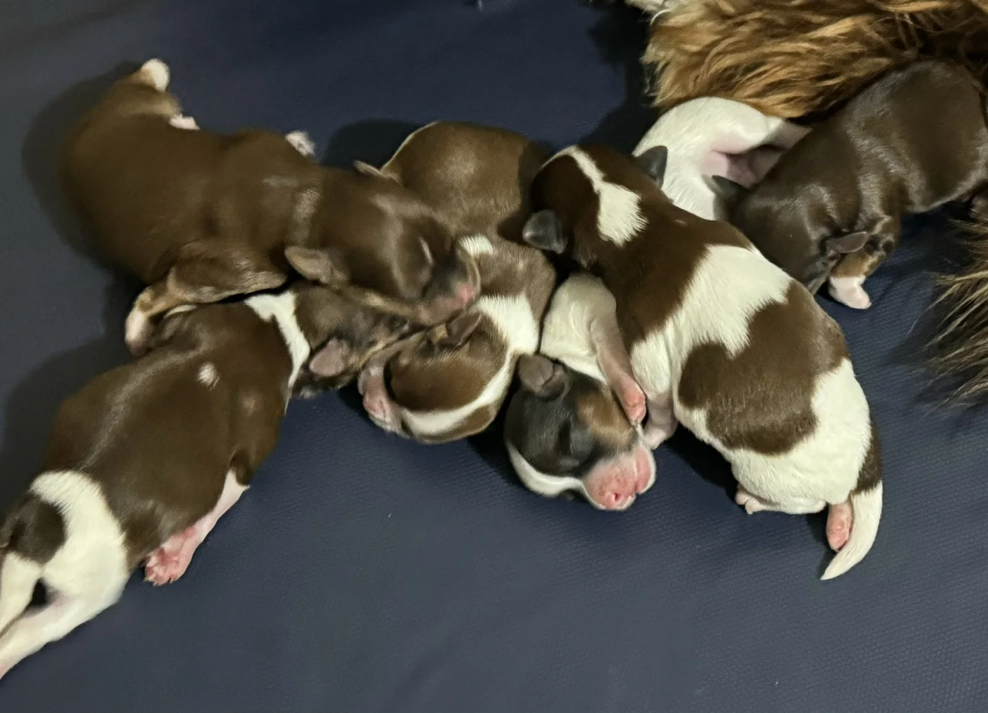 Cachorros de Bichón Habanero en Illice Bonavista