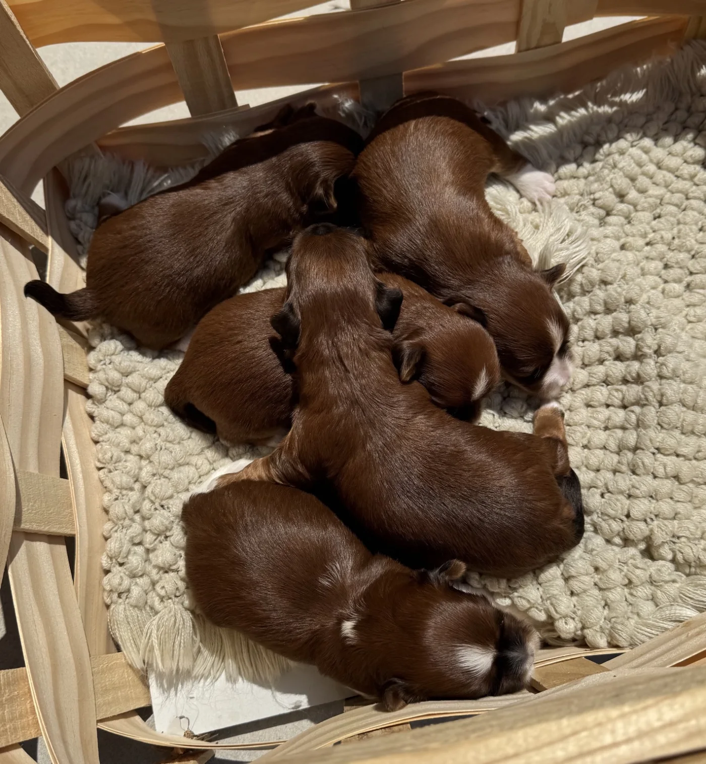 Cachorros de Bichón Habanero en Illice Bonavista
