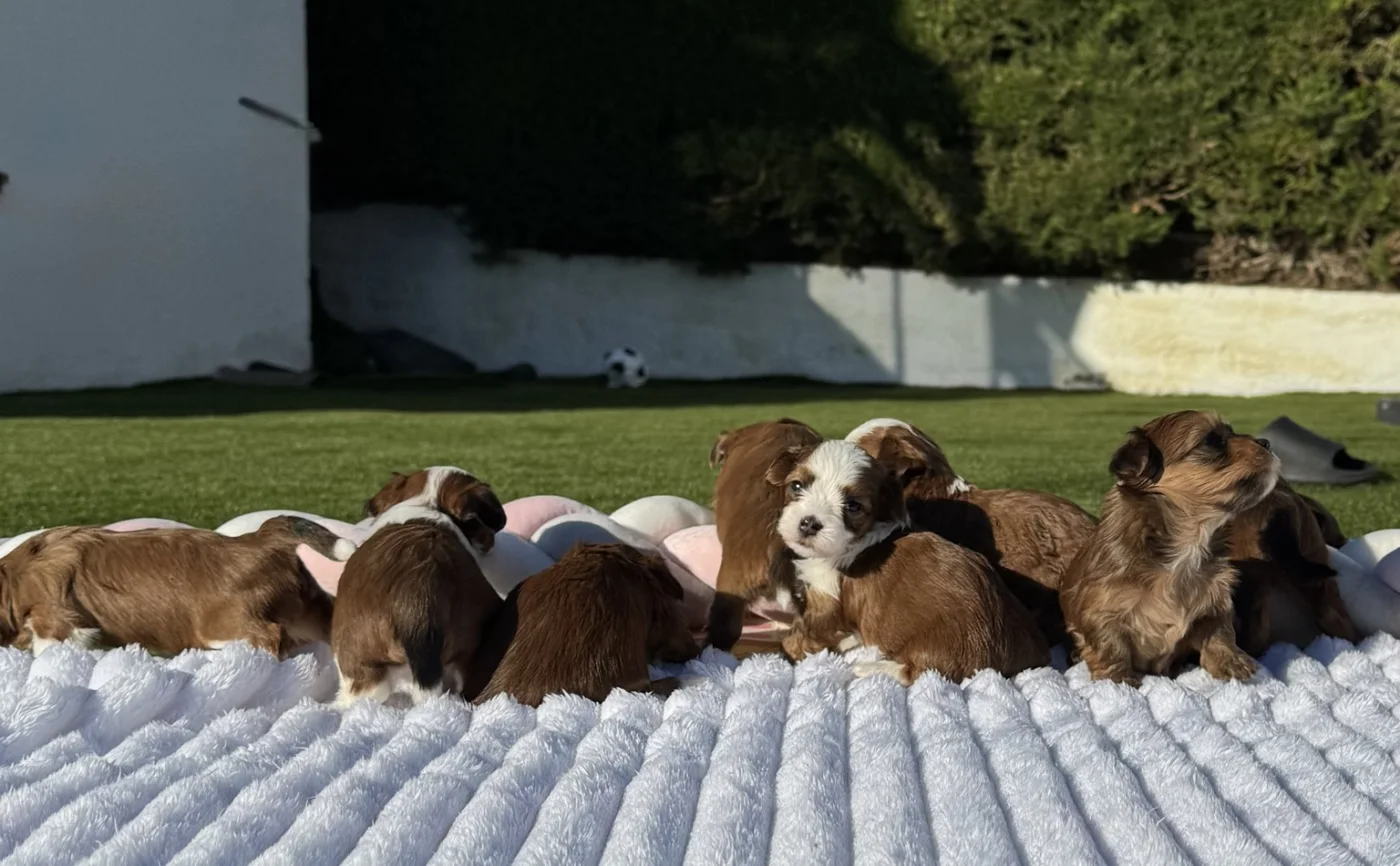 Cachorros de Bichón Habanero en Illice Bonavista