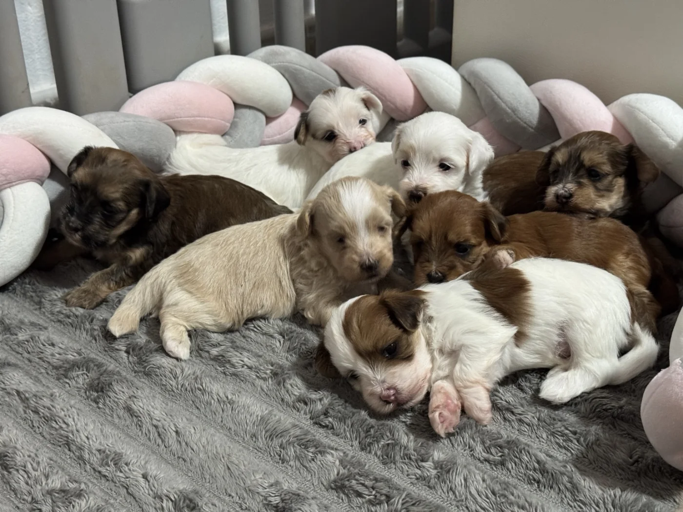 Cachorros de Bichón Habanero en Illice Bonavista