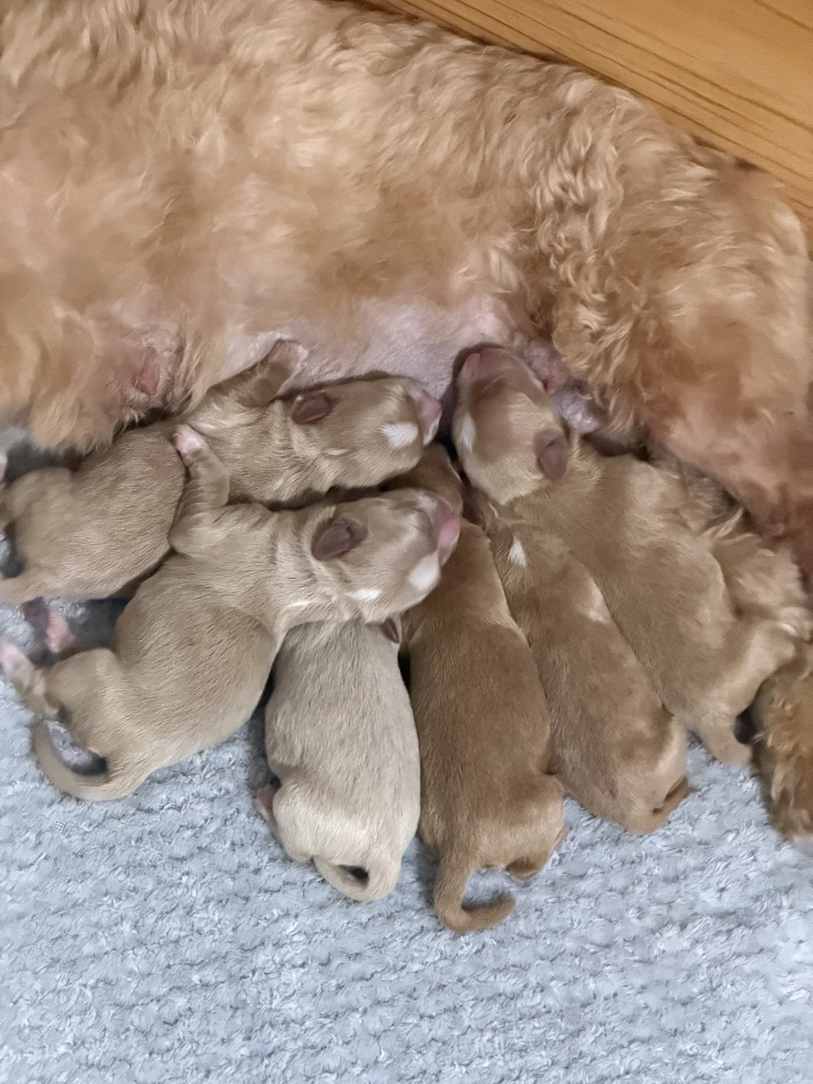 Cachorros de Bichón Habanero en Illice Bonavista