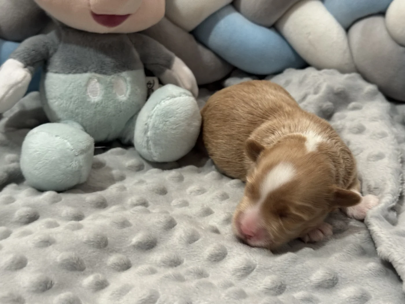 Cachorros de Bichón Habanero en Illice Bonavista