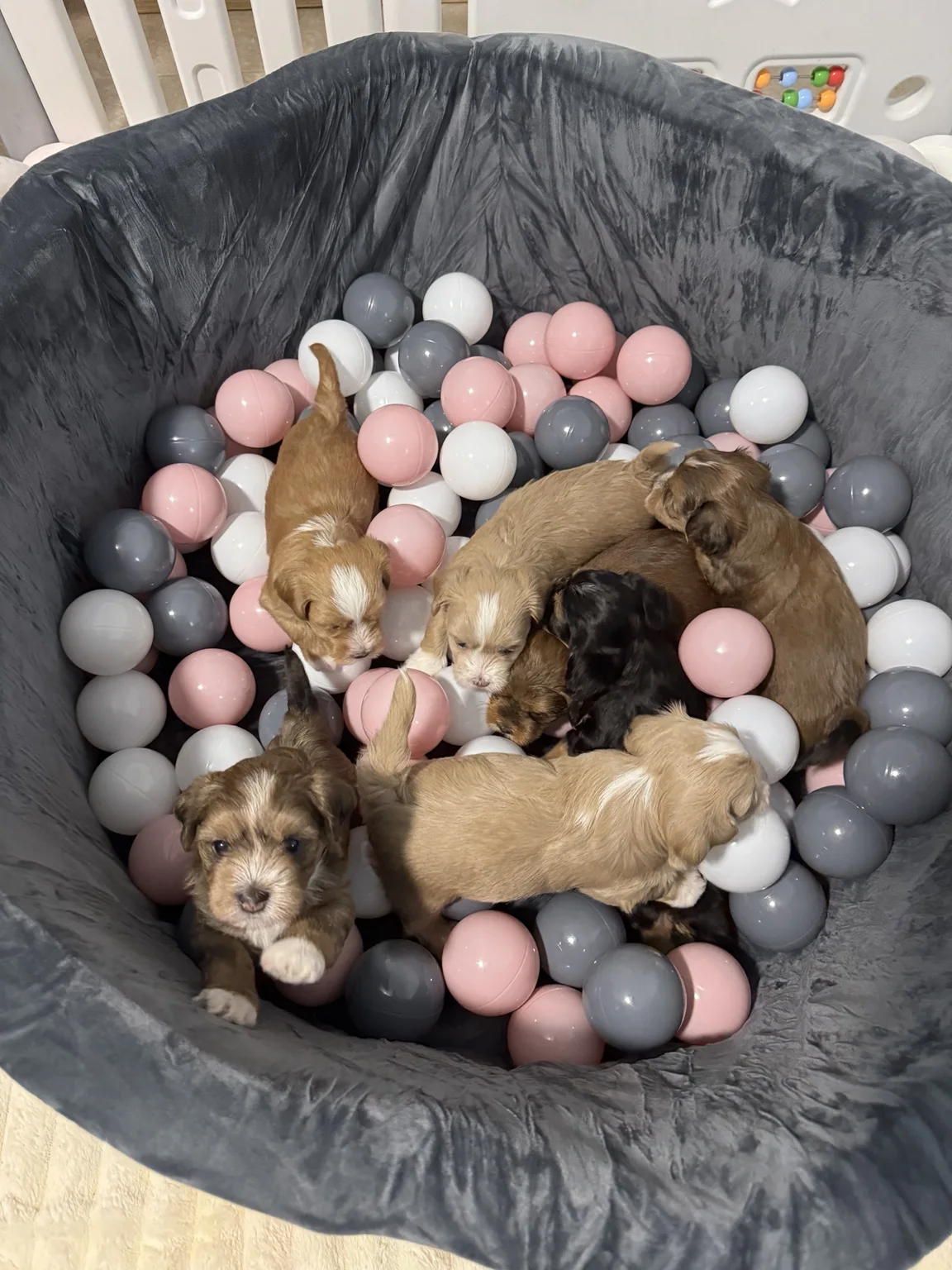 Cachorros de Bichón Habanero en Illice Bonavista