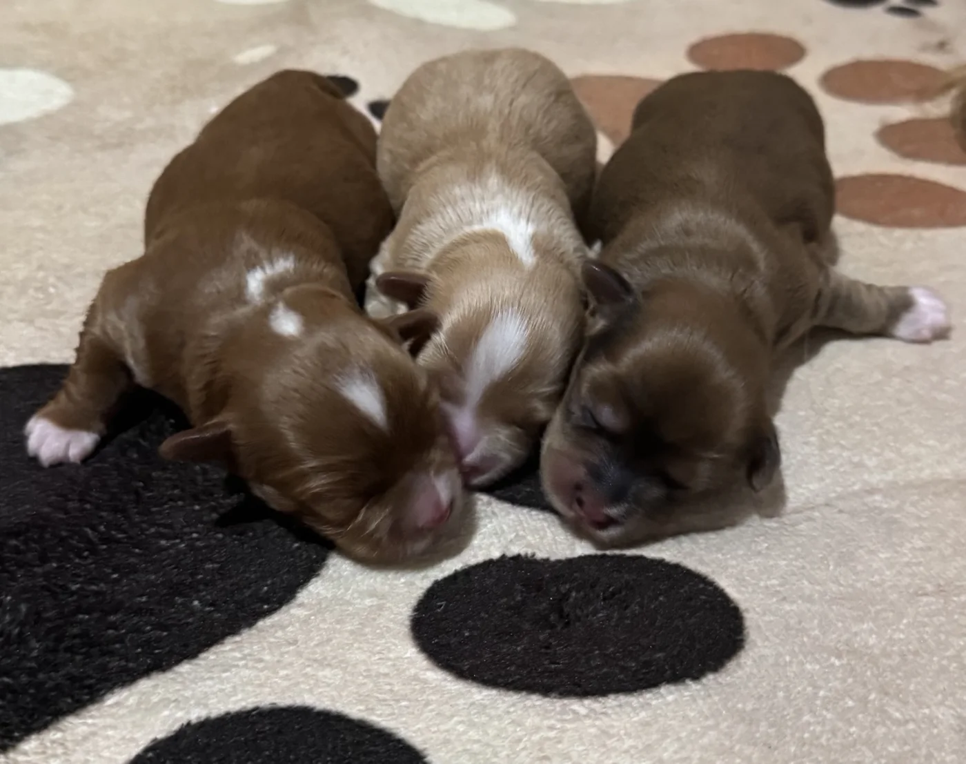 Cachorros de Bichón Habanero en Illice Bonavista