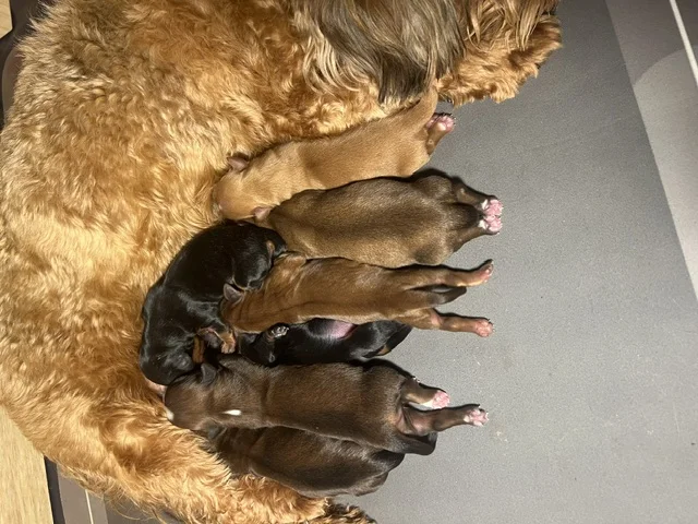 Cachorros de Bichón Habanero en Illice Bonavista