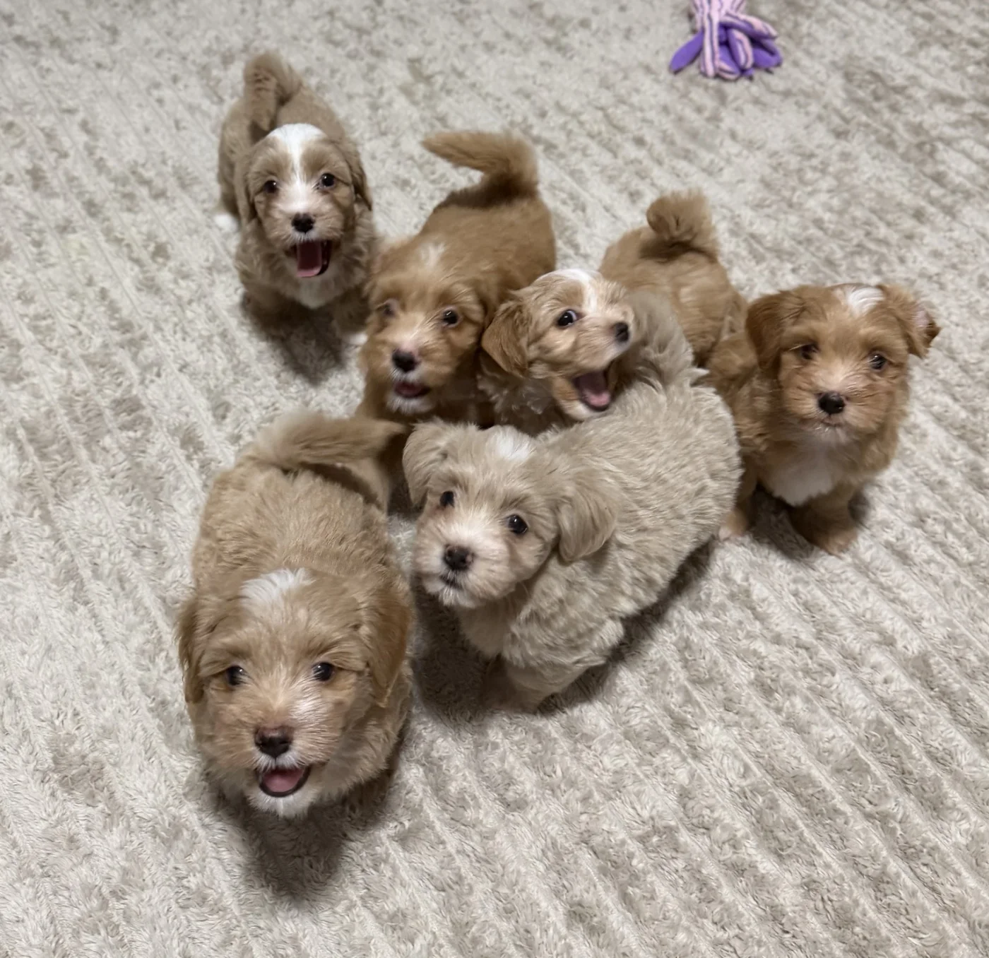 Cachorros de Bichón Habanero en Illice Bonavista