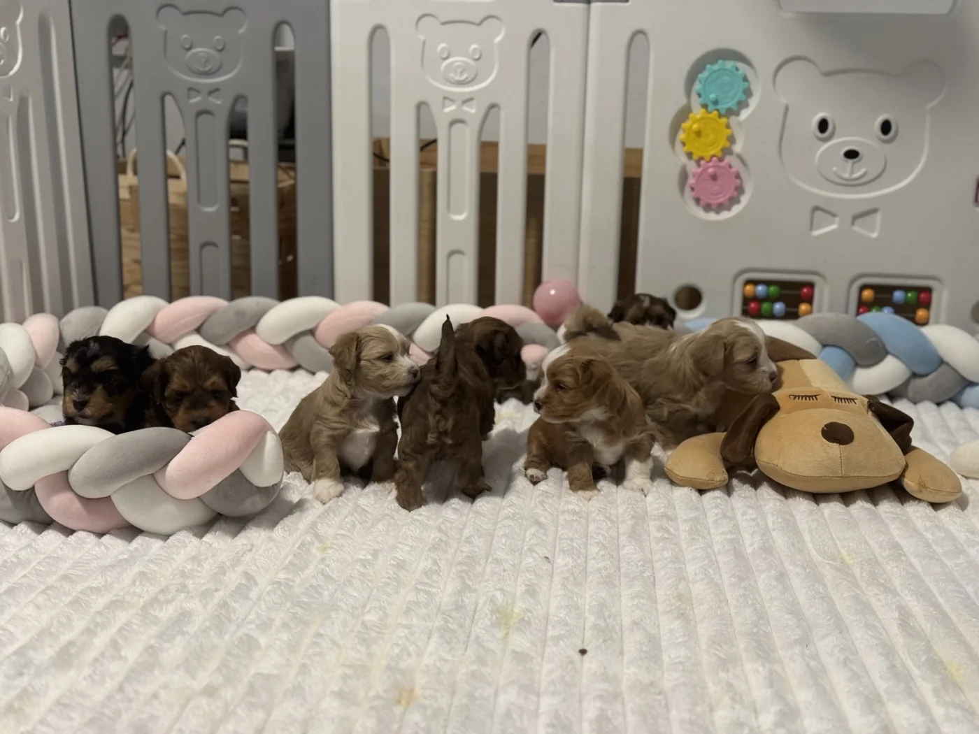 Cachorros de Bichón Habanero en Illice Bonavista