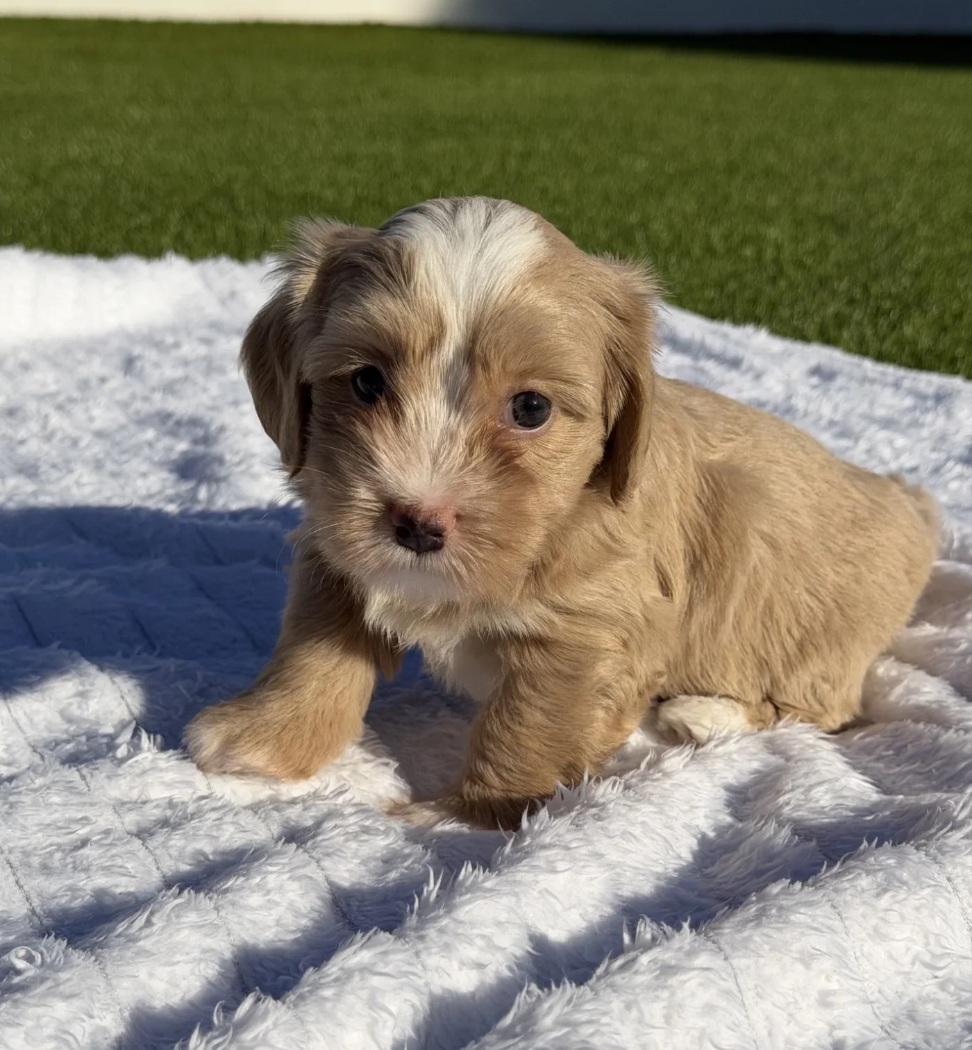 Cachorros de Bichón Habanero en Illice Bonavista
