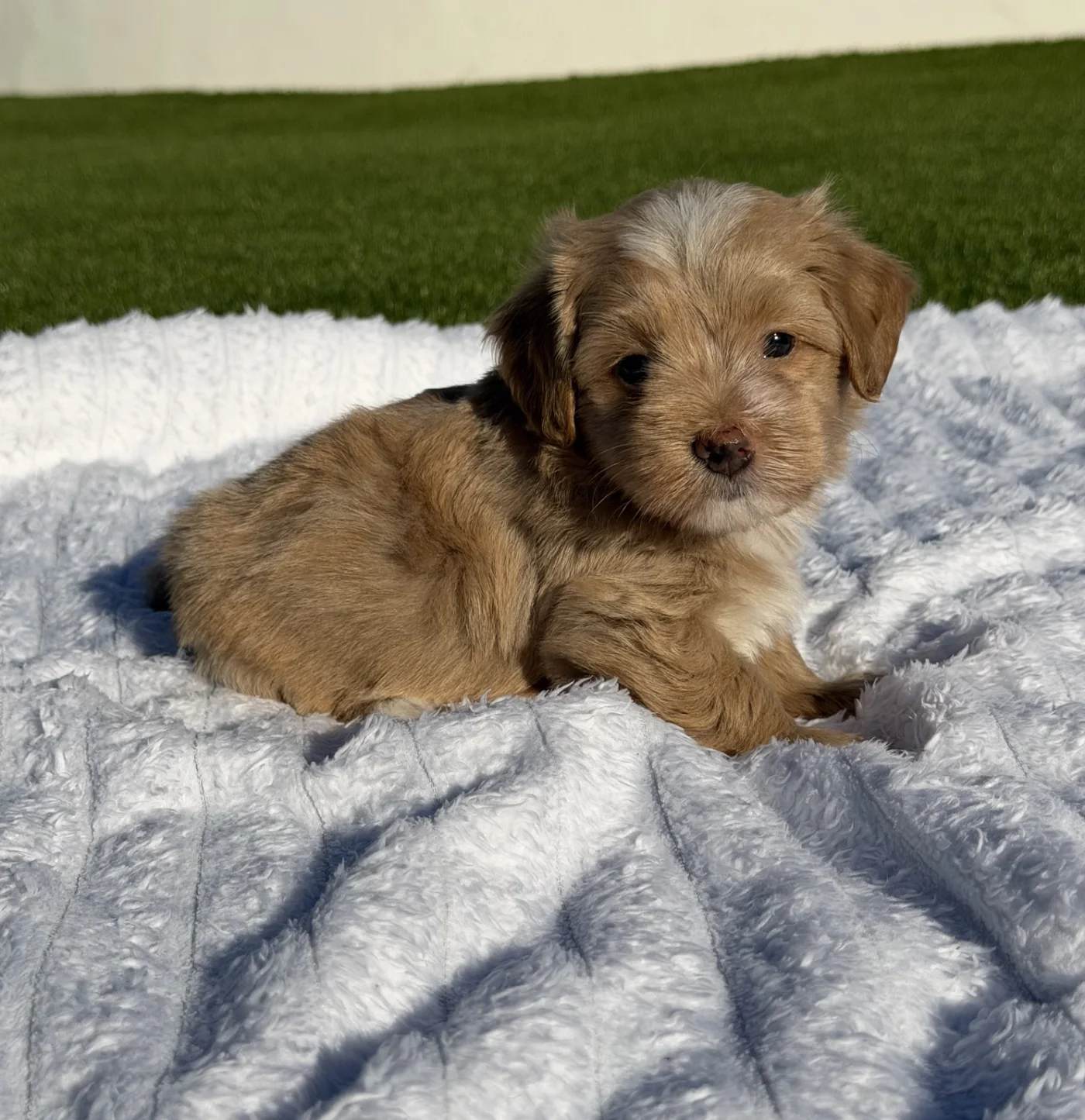 Cachorros de Bichón Habanero en Illice Bonavista