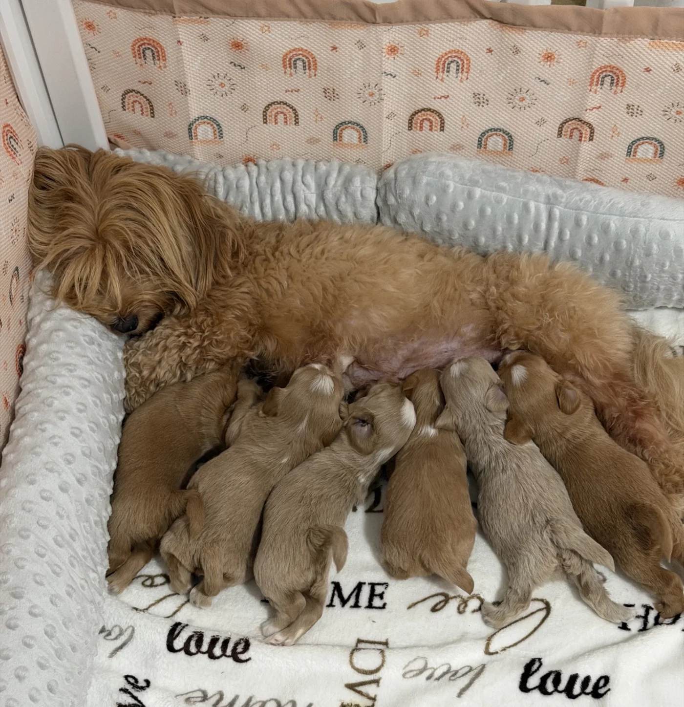 Cachorros de Bichón Habanero en Illice Bonavista
