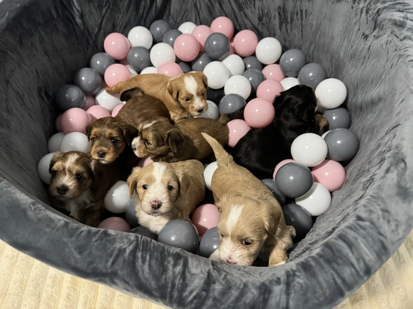 Cachorros de Bichón Habanero en Illice Bonavista