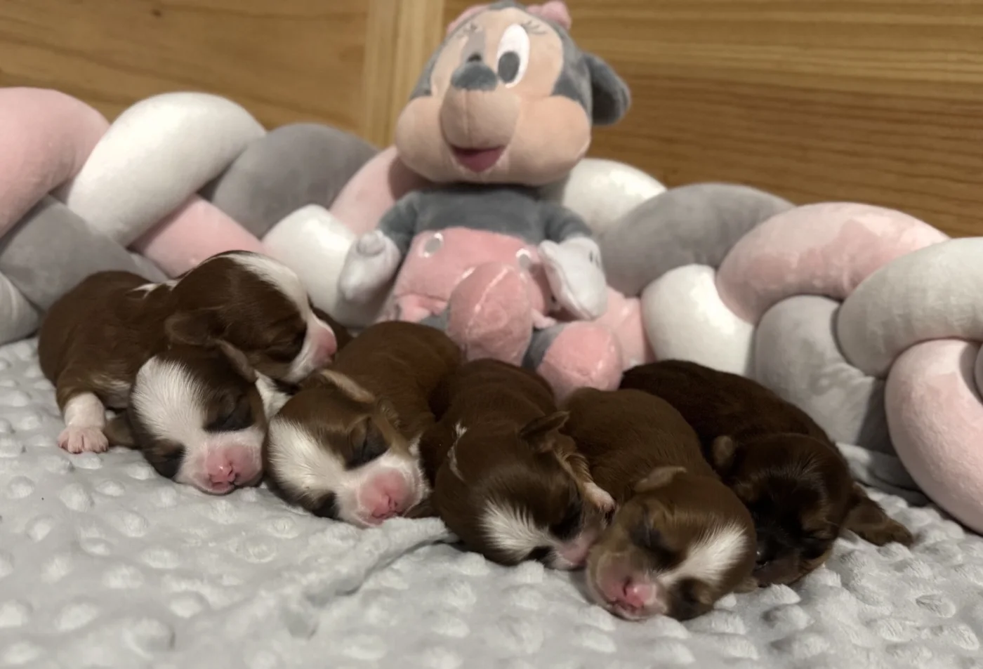 Cachorros de Bichón Habanero en Illice Bonavista