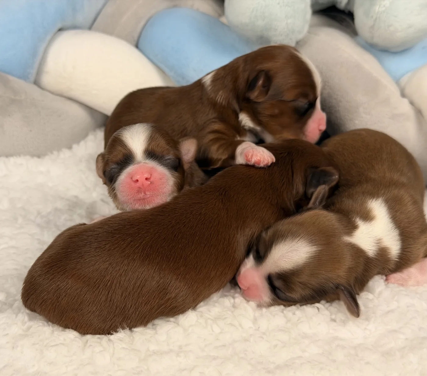 Cachorros de Bichón Habanero en Illice Bonavista