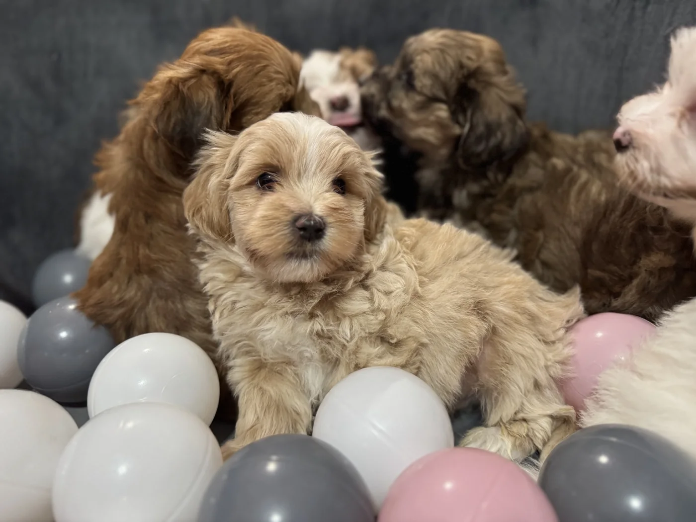 Cachorros de Bichón Habanero en Illice Bonavista