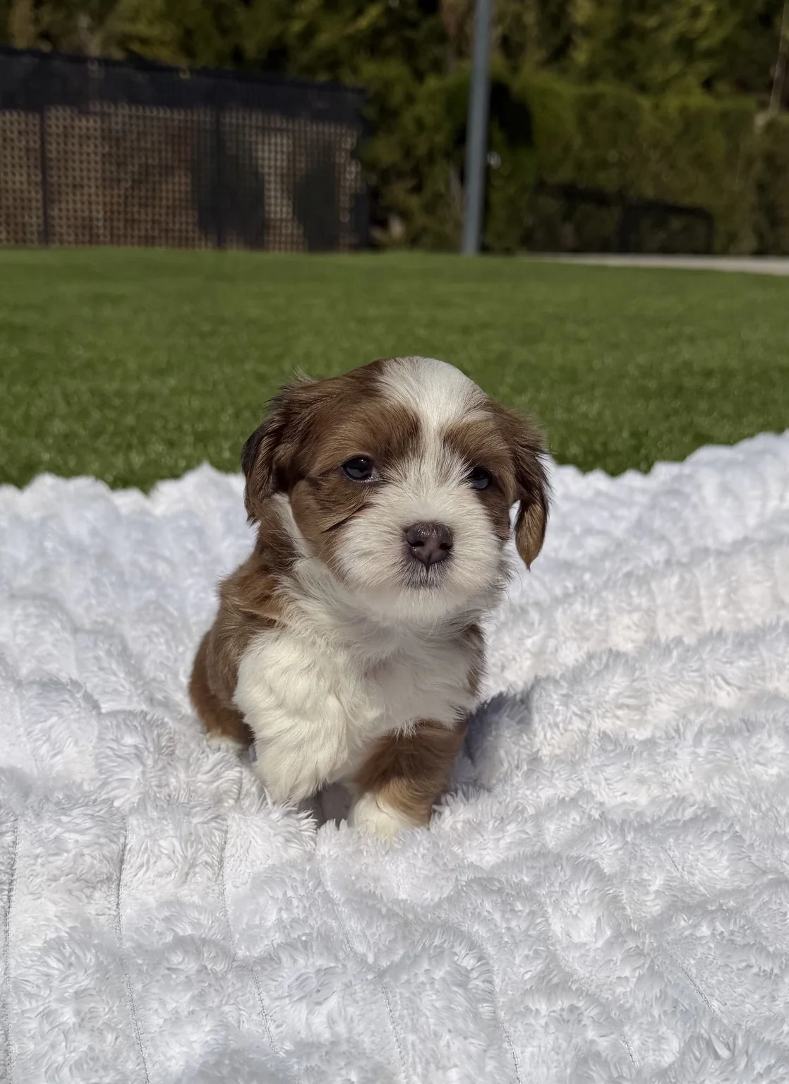 Cachorros de Bichón Habanero en Illice Bonavista