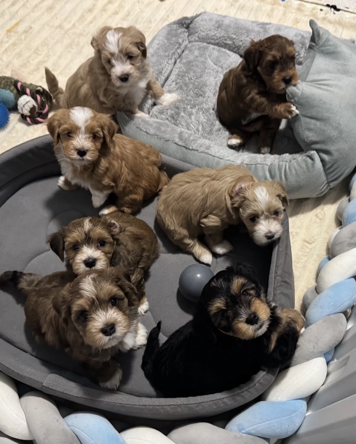 Cachorros de Bichón Habanero en Illice Bonavista