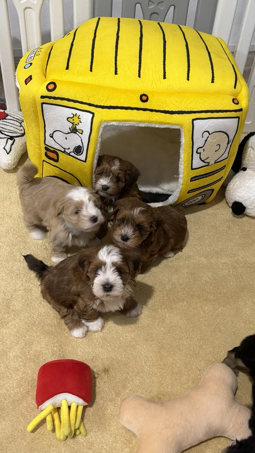 Cachorros de Bichón Habanero en Illice Bonavista