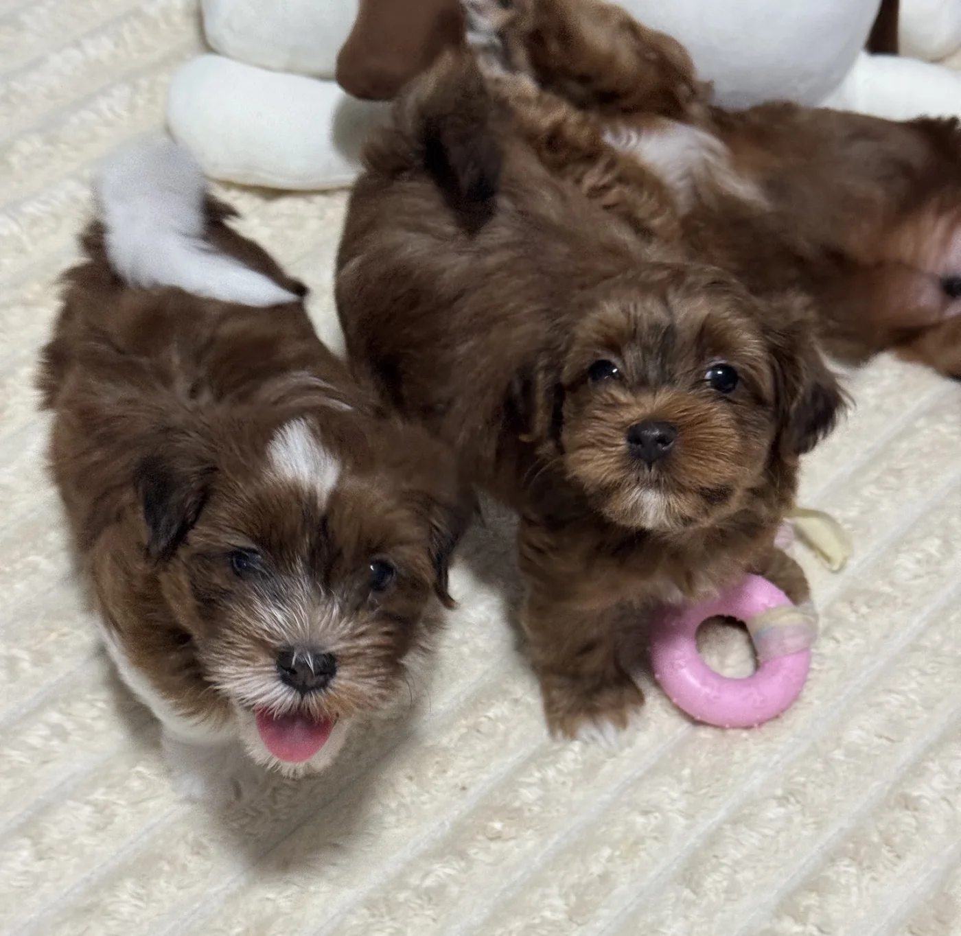 Cachorros de Bichón Habanero en Illice Bonavista
