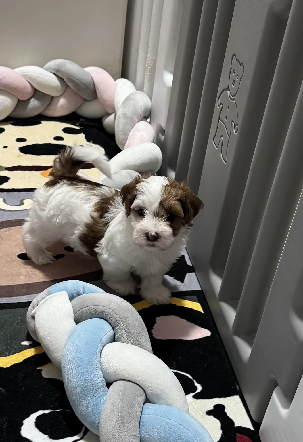 Cachorros de Bichón Habanero en Illice Bonavista