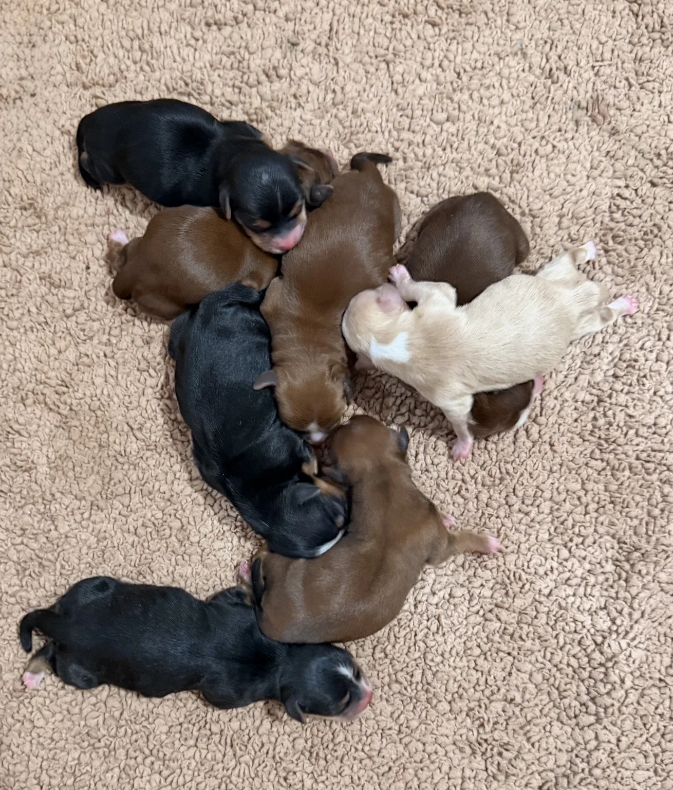 Cachorros de Bichón Habanero en Illice Bonavista