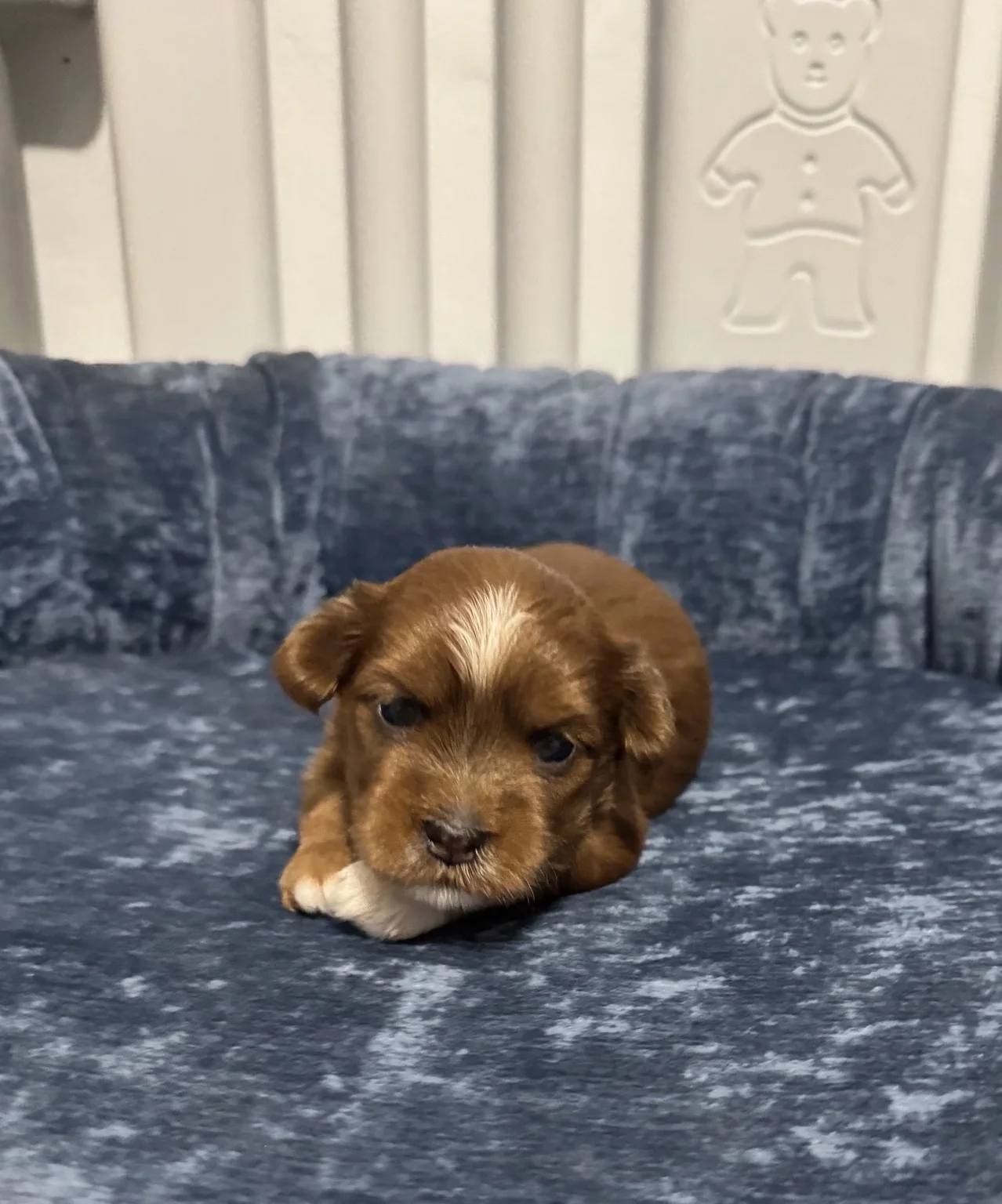 Cachorros de Bichón Habanero en Illice Bonavista