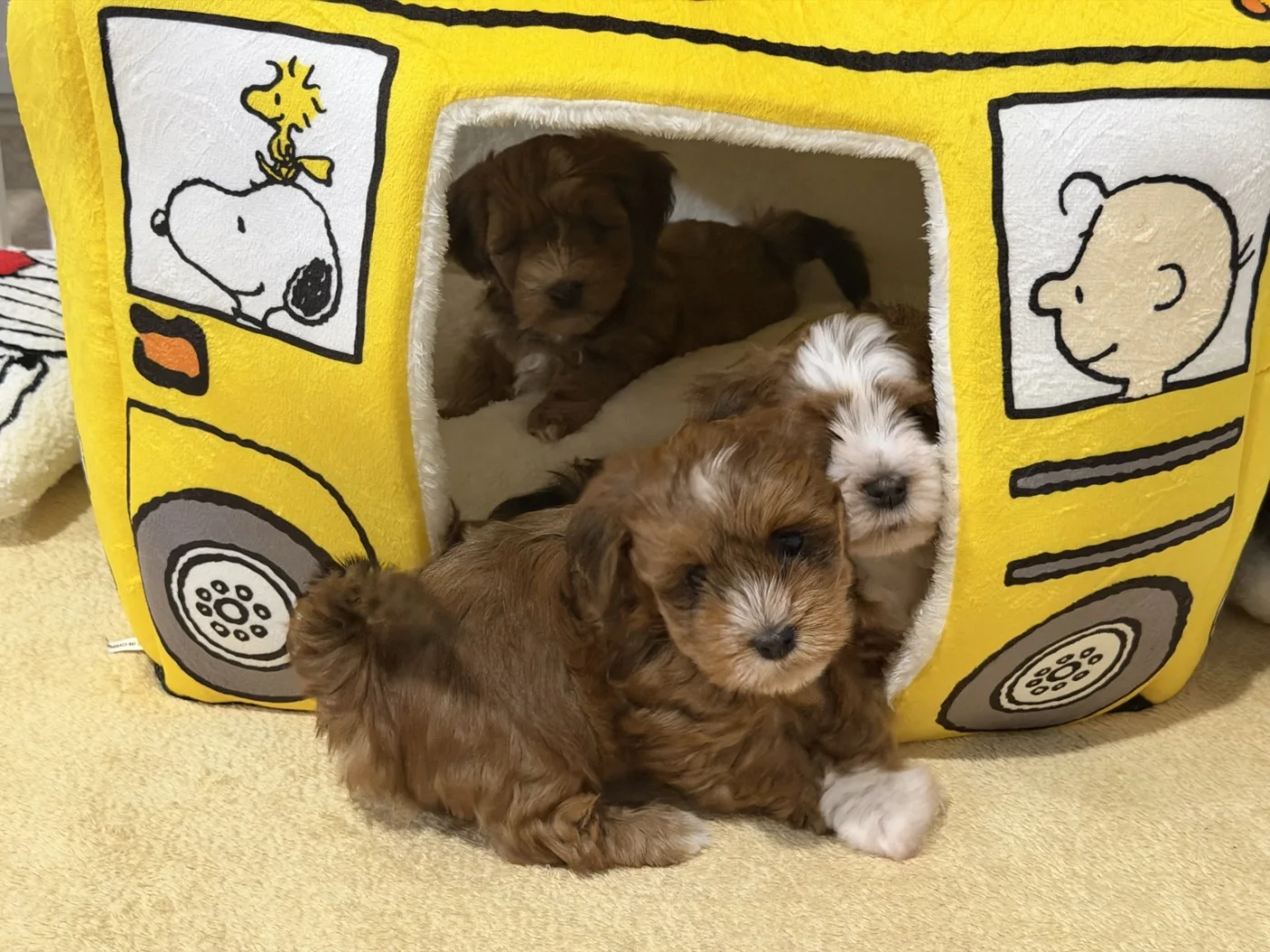 Cachorros de Bichón Habanero en Illice Bonavista