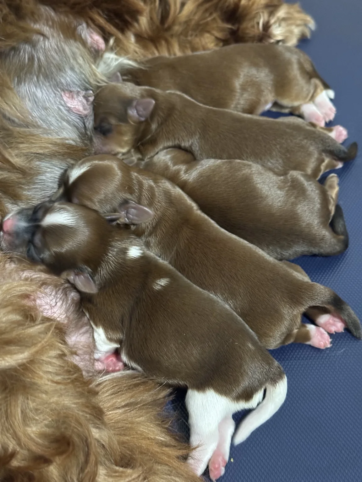 Cachorros de Bichón Habanero en Illice Bonavista
