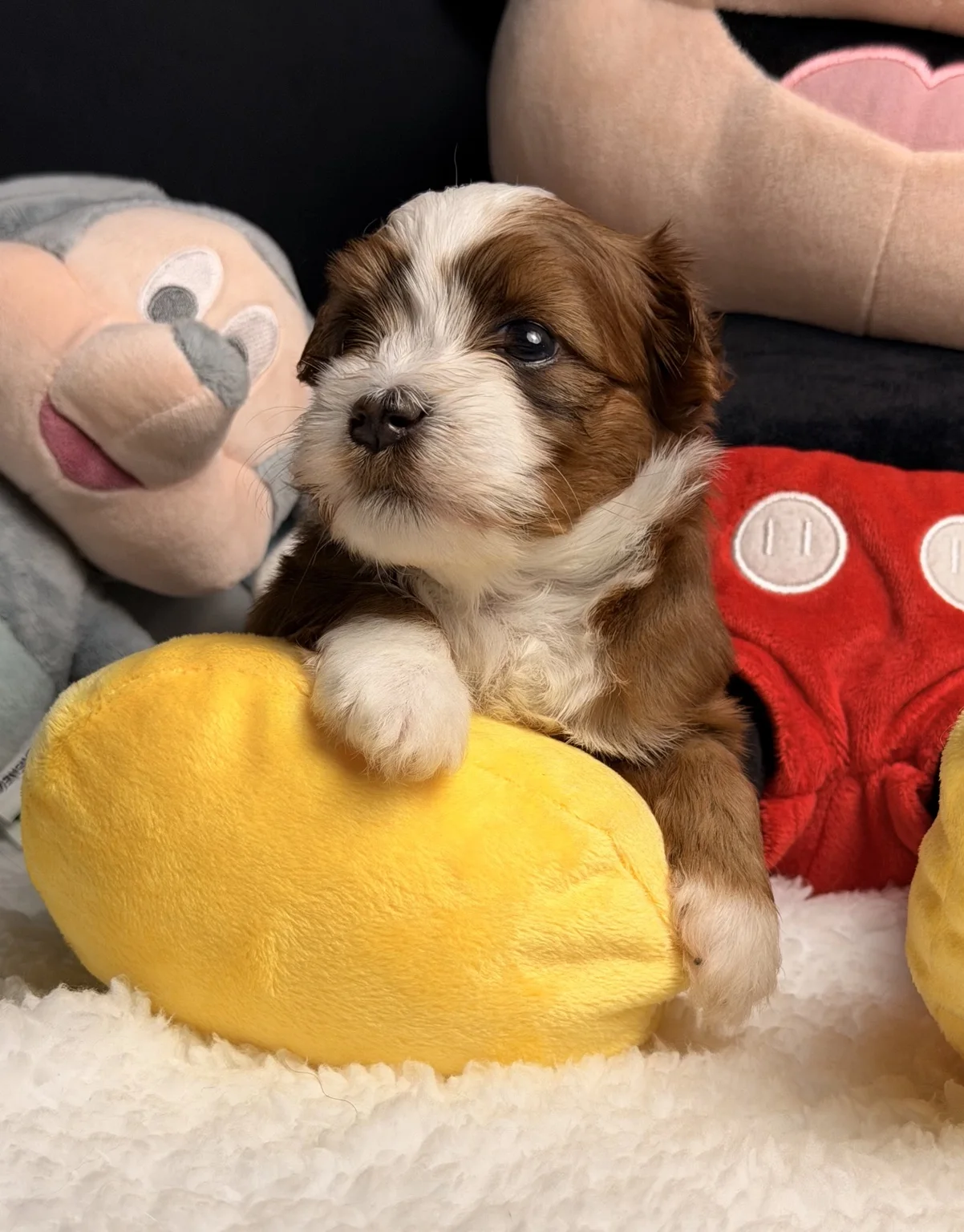 Cachorros de Bichón Habanero en Illice Bonavista
