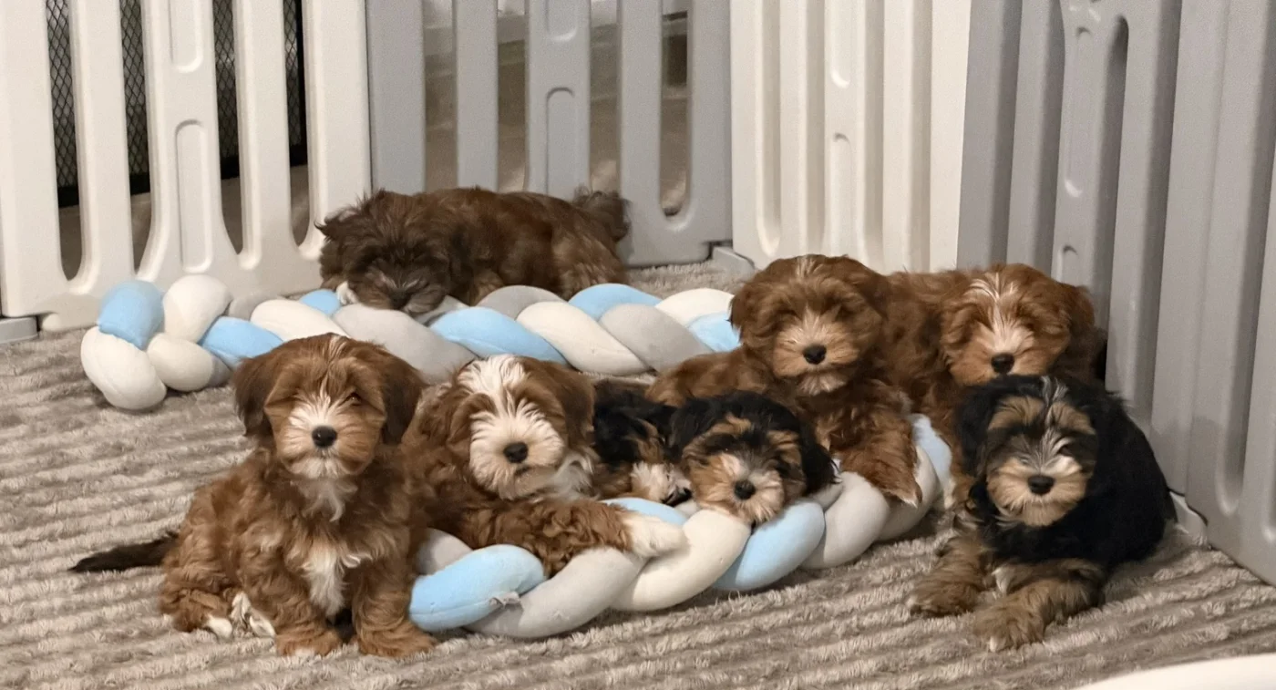 Cachorros de Bichón Habanero en Illice Bonavista