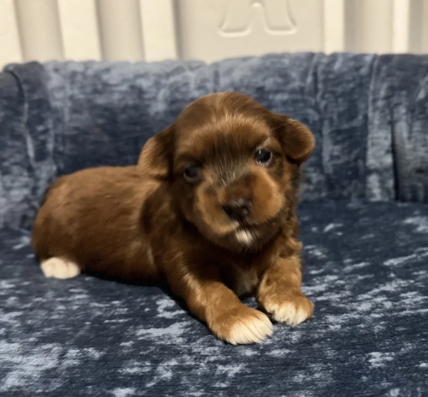 Cachorros de Bichón Habanero en Illice Bonavista