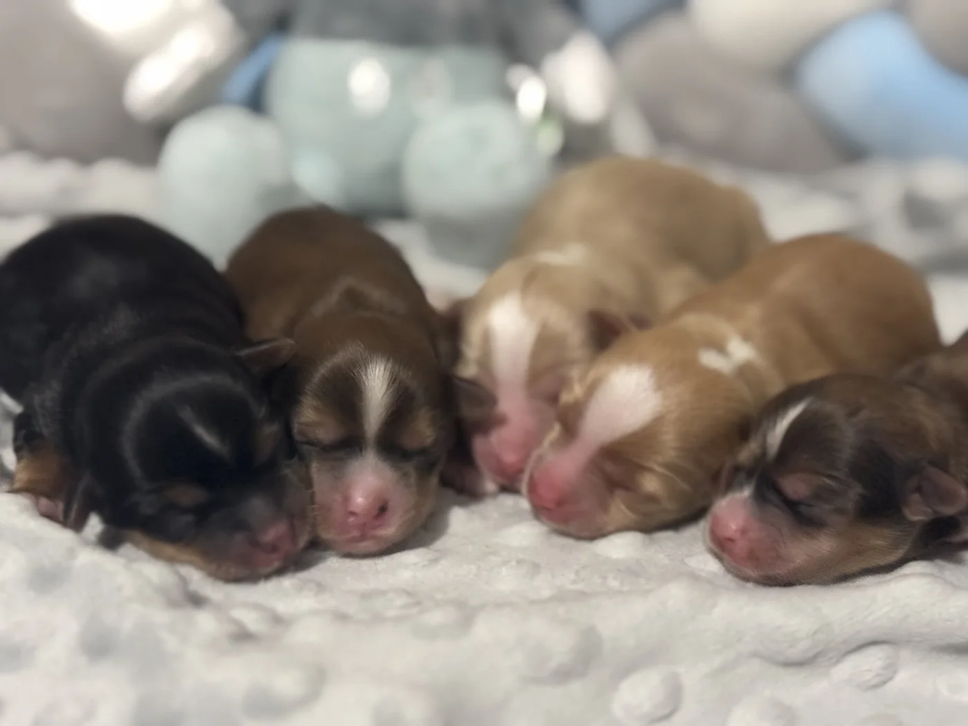 Cachorros de Bichón Habanero en Illice Bonavista
