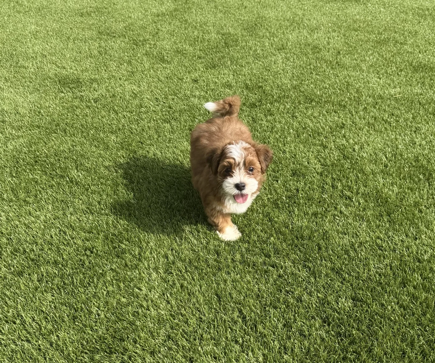 Cachorros de Bichón Habanero en Illice Bonavista