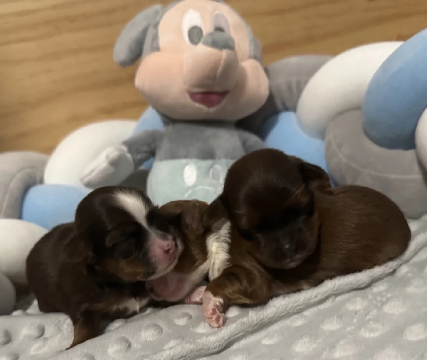 Cachorros de Bichón Habanero en Illice Bonavista