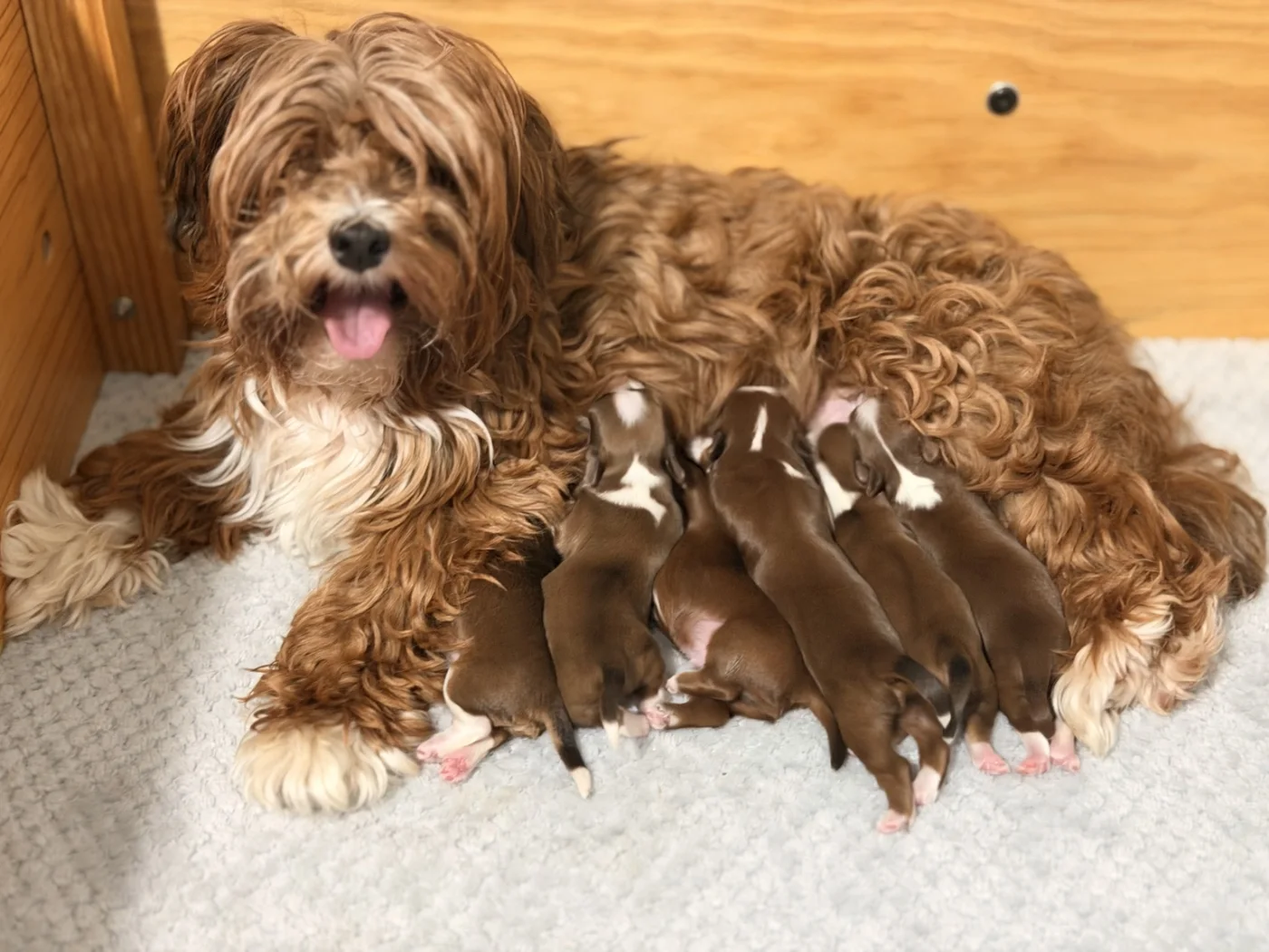 Cachorros de Bichón Habanero en Illice Bonavista