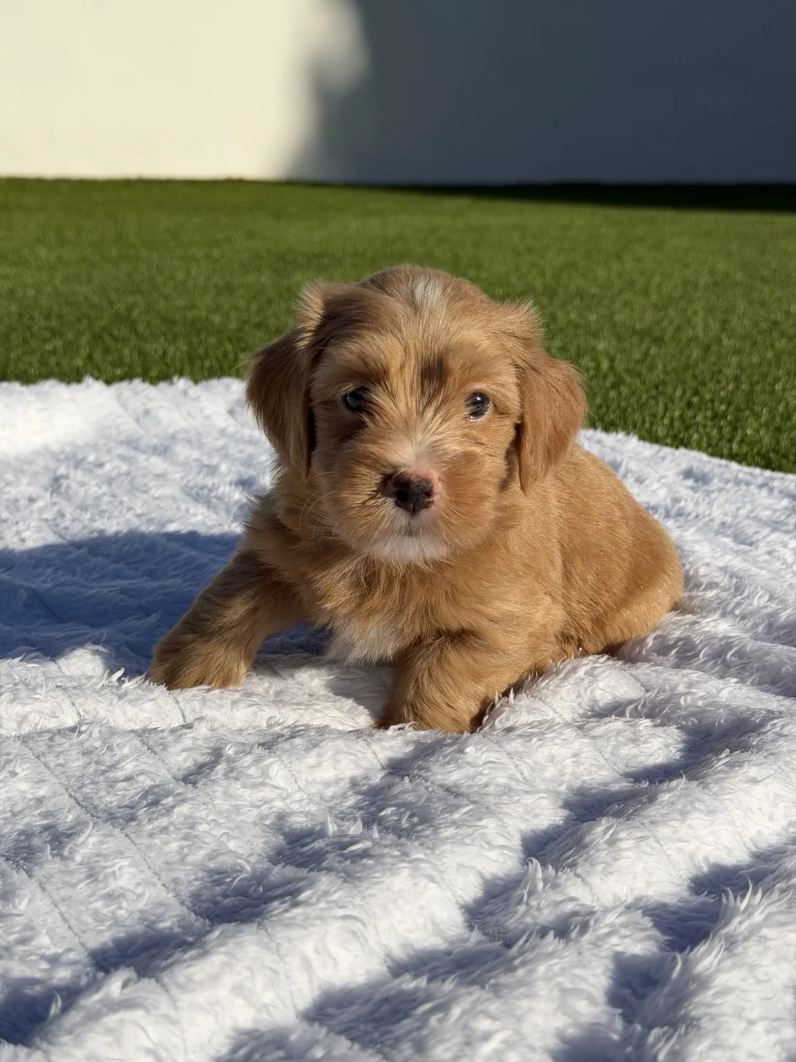 Cachorros de Bichón Habanero en Illice Bonavista