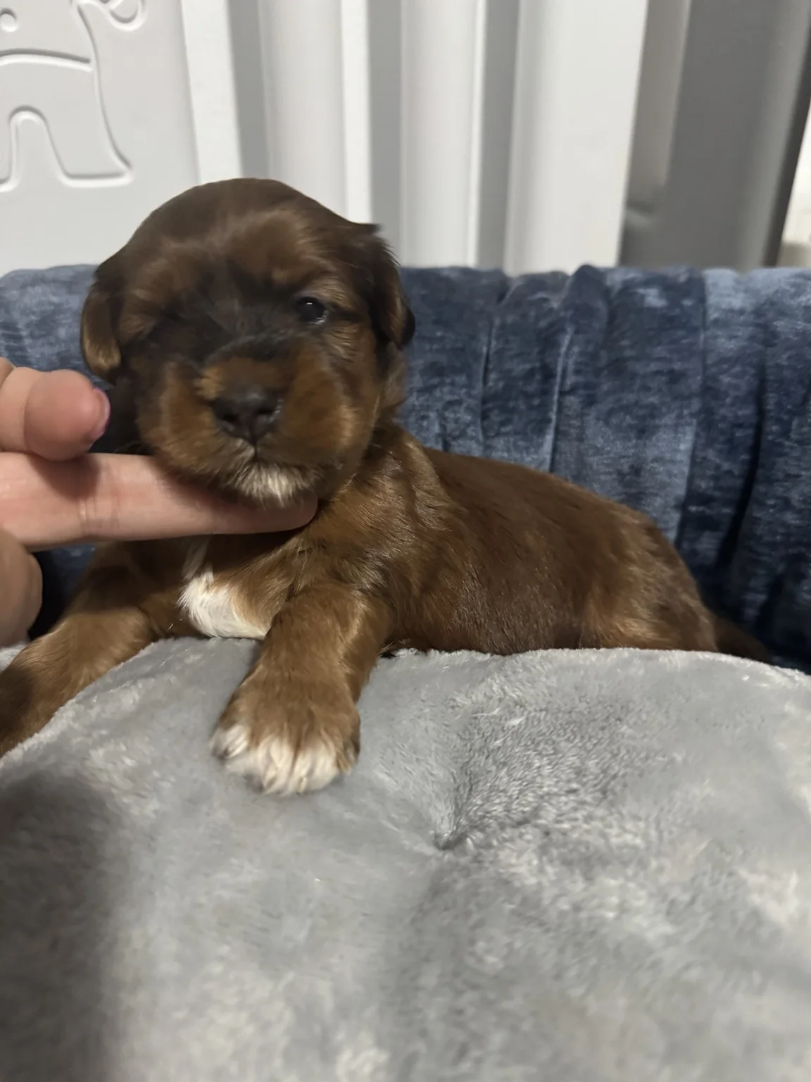 Cachorros de Bichón Habanero en Illice Bonavista