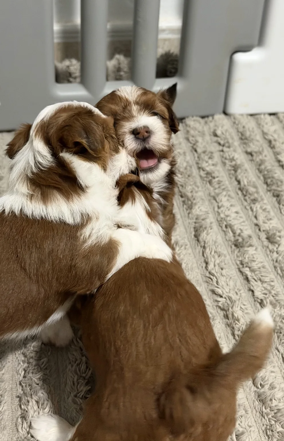 Cachorros de Bichón Habanero en Illice Bonavista