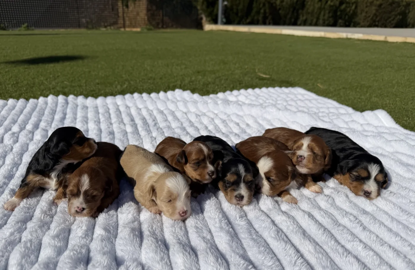 ¿Qué incluye un cachorro de Illice Bonavista?