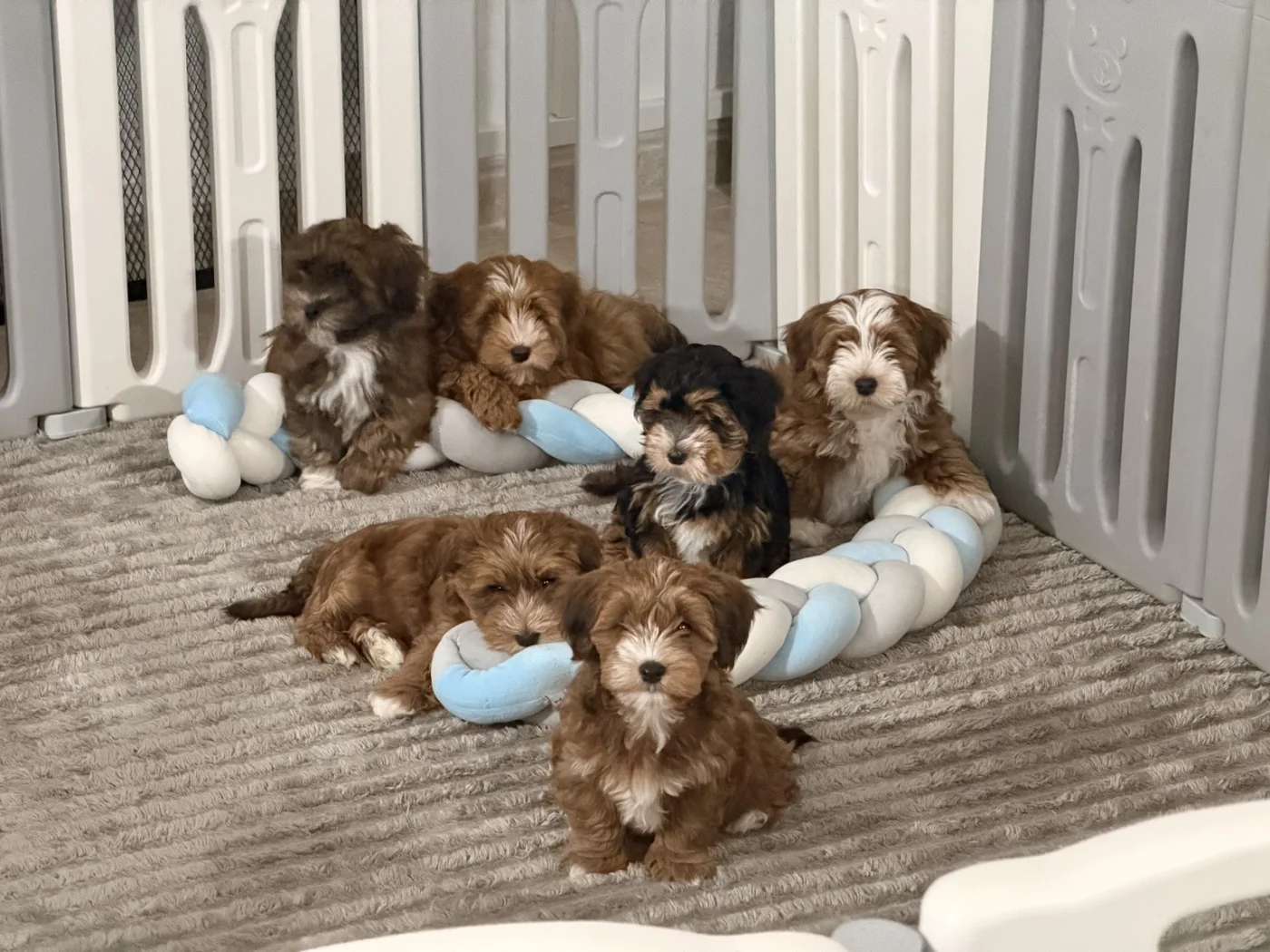 Las primeras semanas de un cachorro: mucho más que crecer