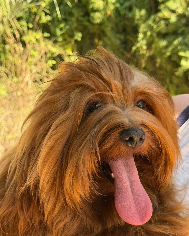 Youmi disfrutando del sol en el jardín