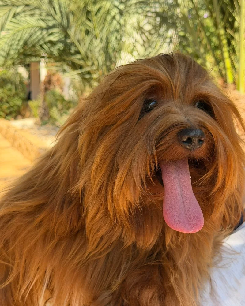 Youmi en el jardín, retrato de perfil