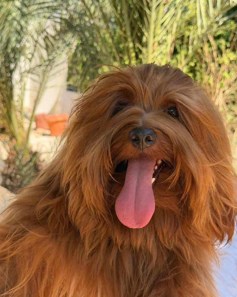 Youmi en el jardín, retrato frontal