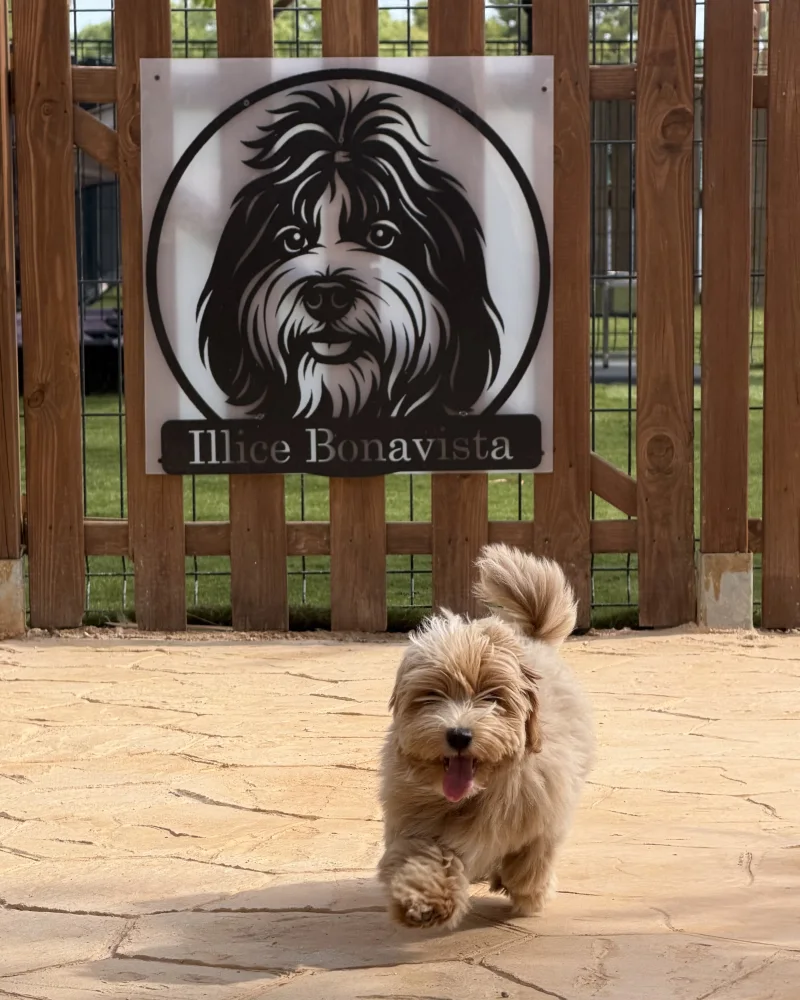 Retrato de Oddy