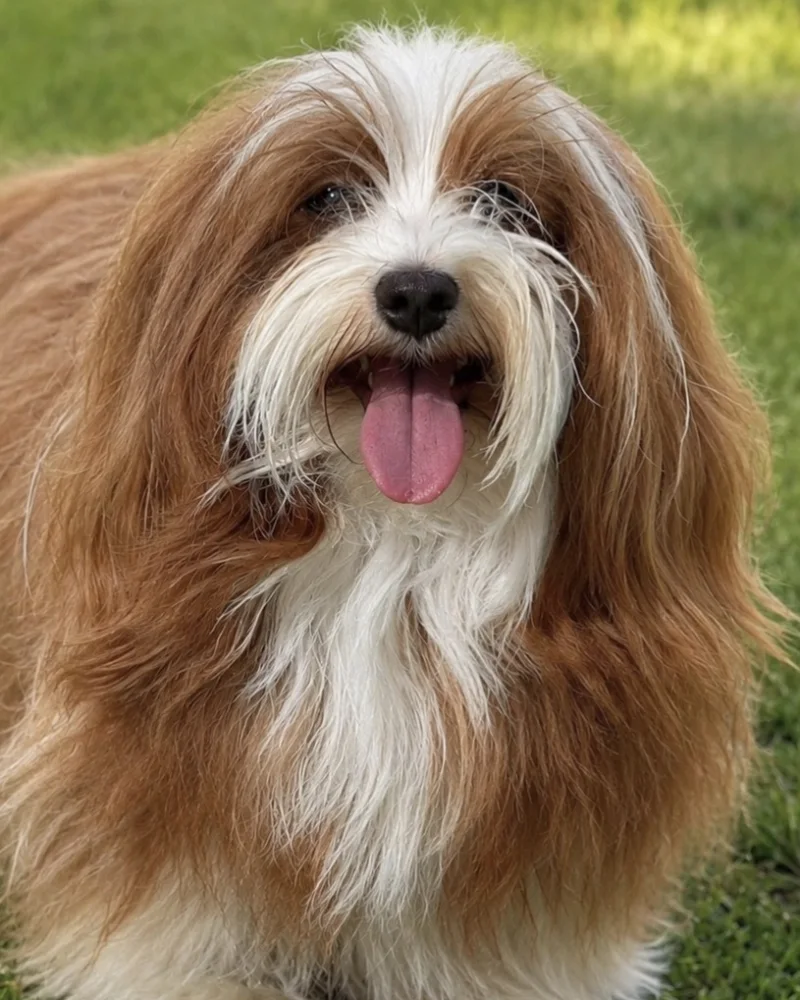 Retrato de Gelato