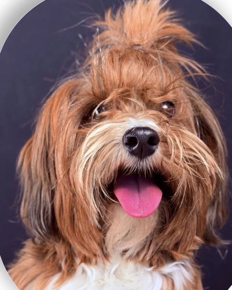 Retrato de Bibi